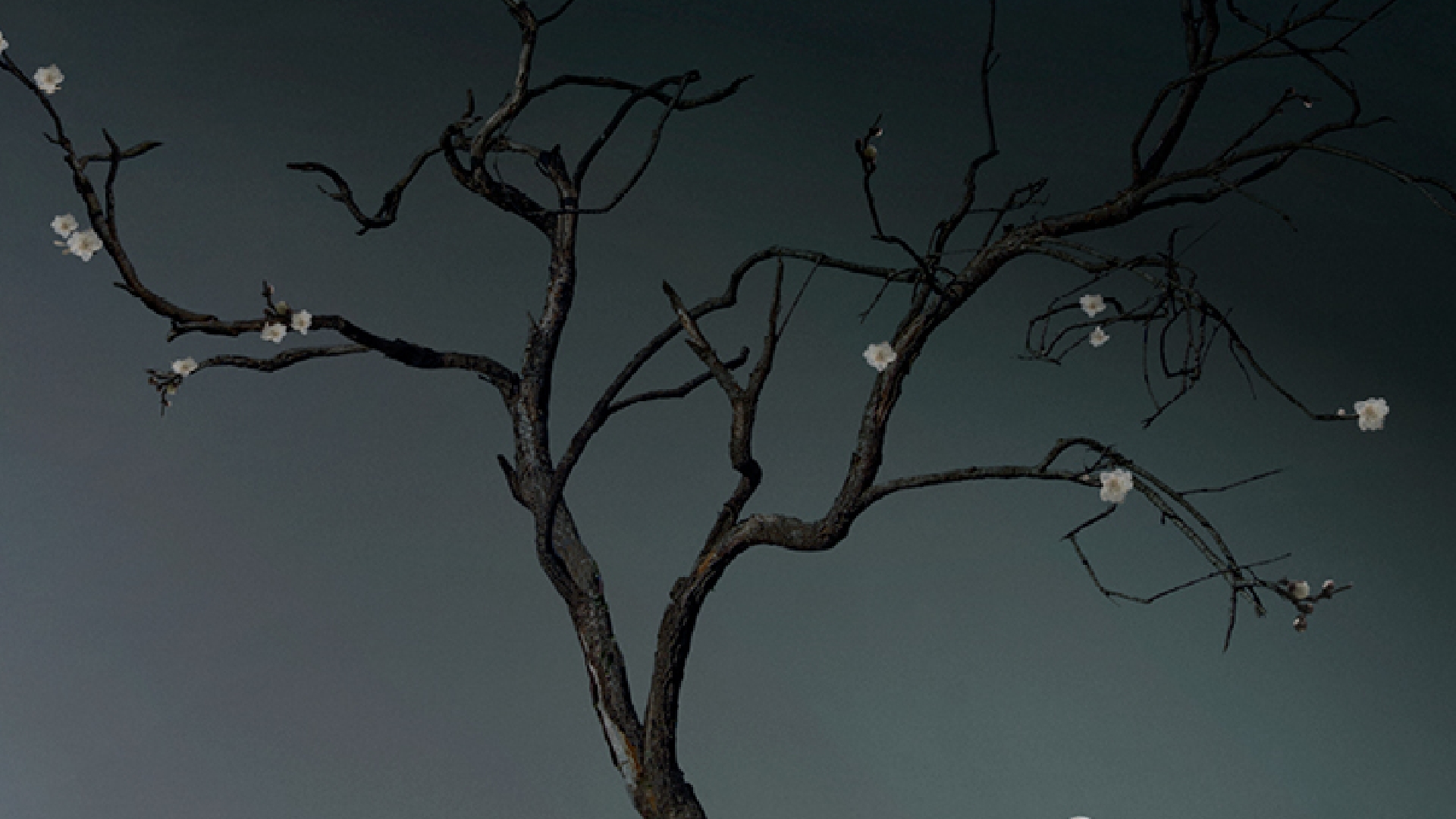 Et mørkt træ - få grene med hvide blomster. Baggrunden er mørk grå. Fra danseforestillingen Faust